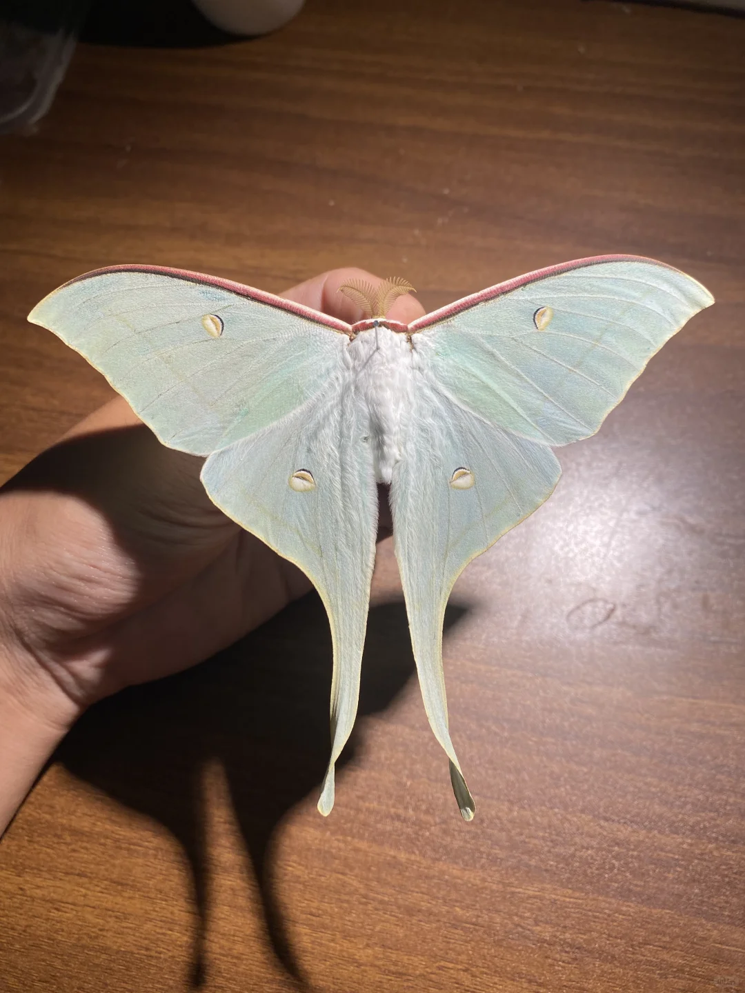 它美的不真实（宁波尾大蚕蛾