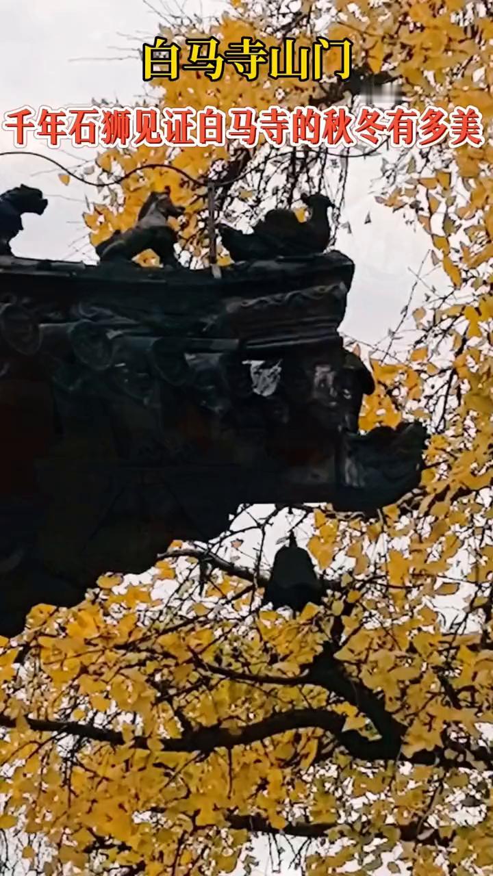 白马寺山门。
千年石狮见证白马寺的秋冬有多美。