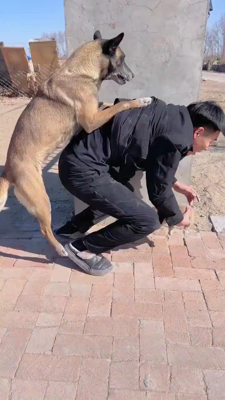 狗狗危险。