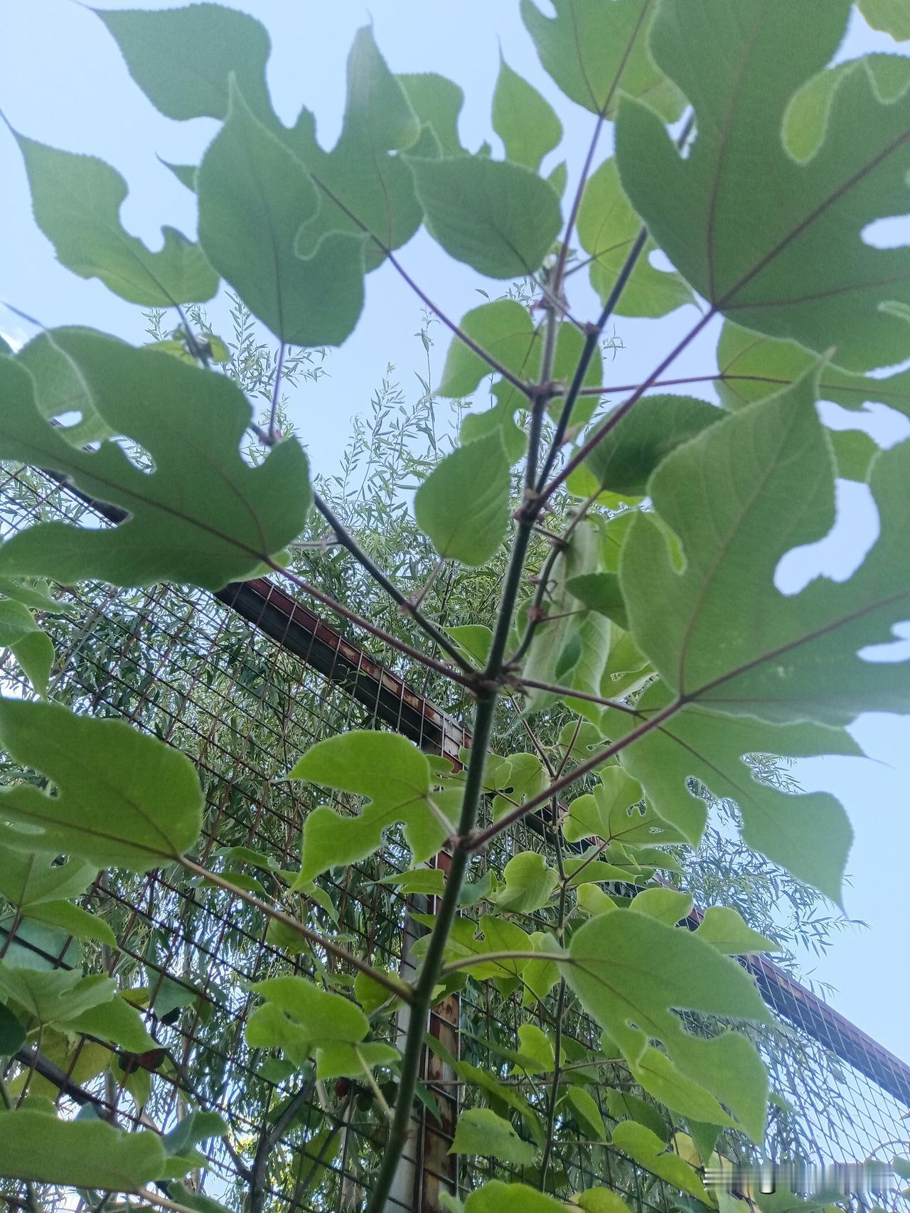 白高兴一场！
朋友刚打来电话，说今天又亏了。昨天刚回了口血，晚上一高兴，就出去请