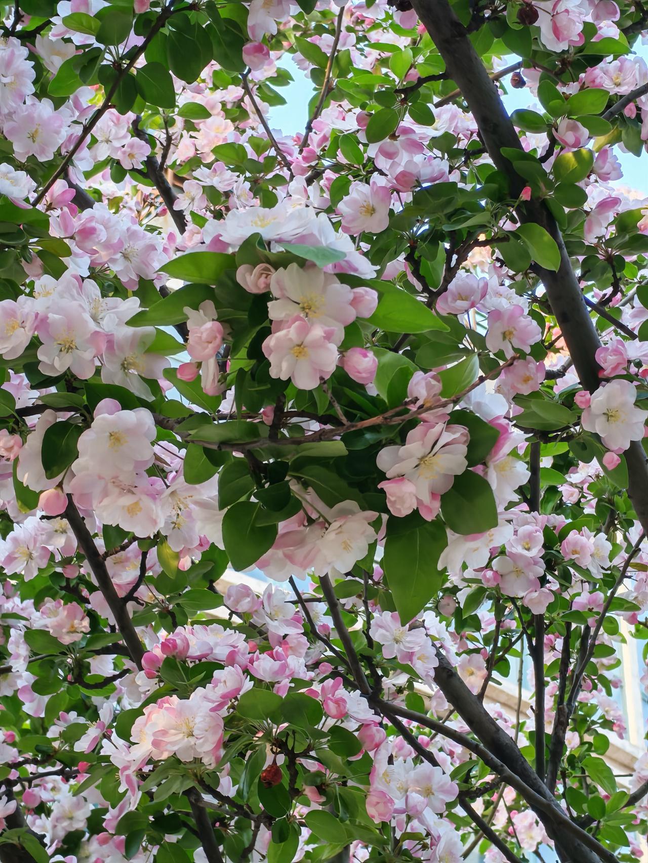 晒图笔记大赛小区的海棠花开了，繁花似锦，花团锦簇。