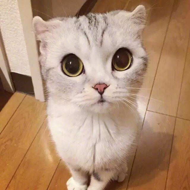这只叫做Hana的苏格兰折耳猫是同类中的佼佼者。它从小就上镜，1岁多的时候就成了