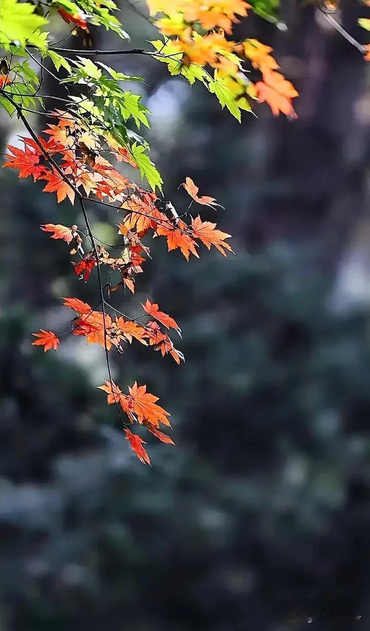 醉人的深秋美景#出门去踏秋#