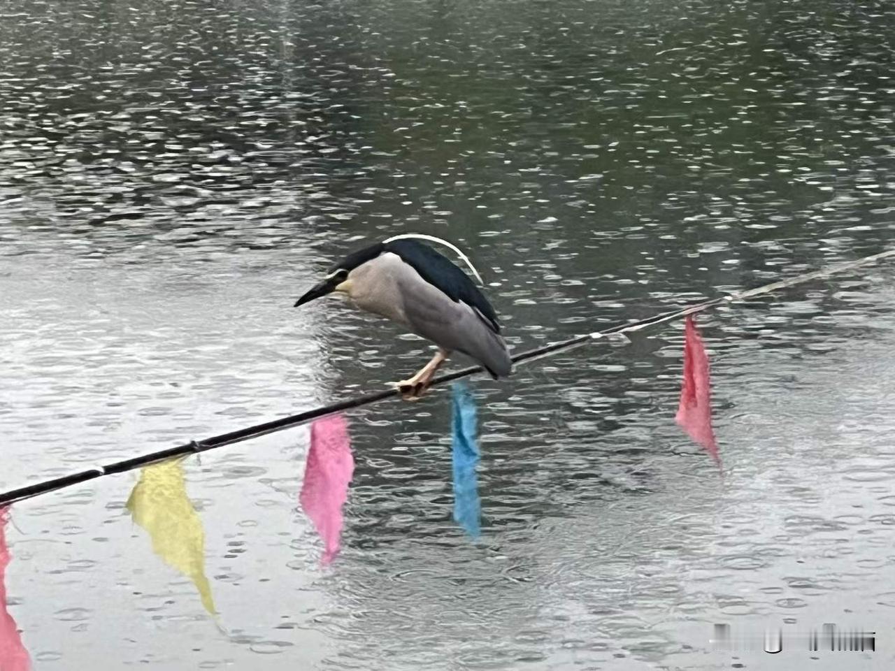 雨中锦江。
图文：如果
春日生活打卡季
