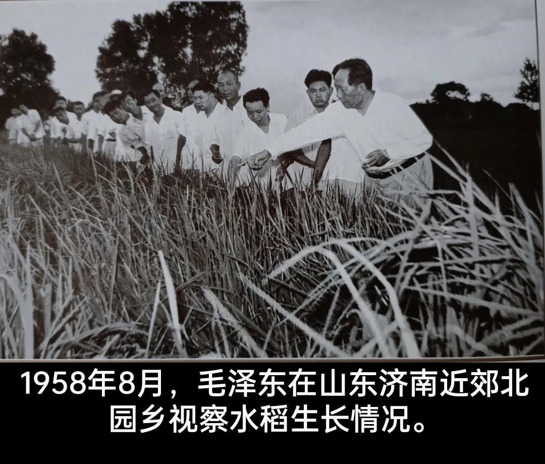 1958年8月9日，在济南历城北区北园农业社，时任山东省委第二书记谭启龙、济南军