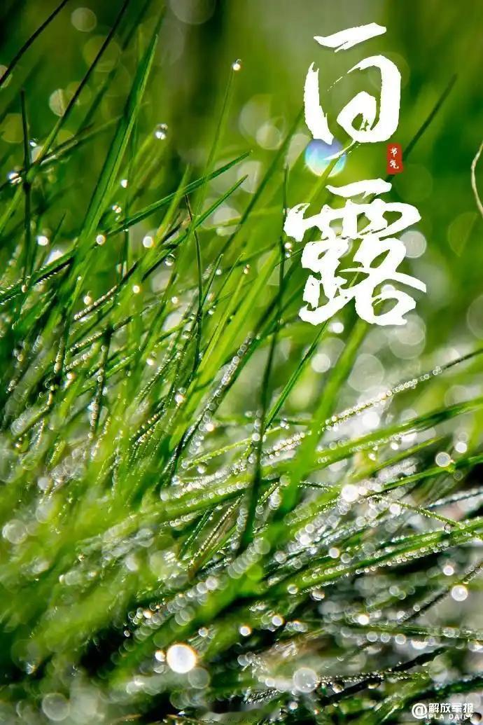 今日白露，阴气渐重，露凝而白。暑气慢慢消散，昼夜温差拉大，晨露凝在草木之间。鸿雁