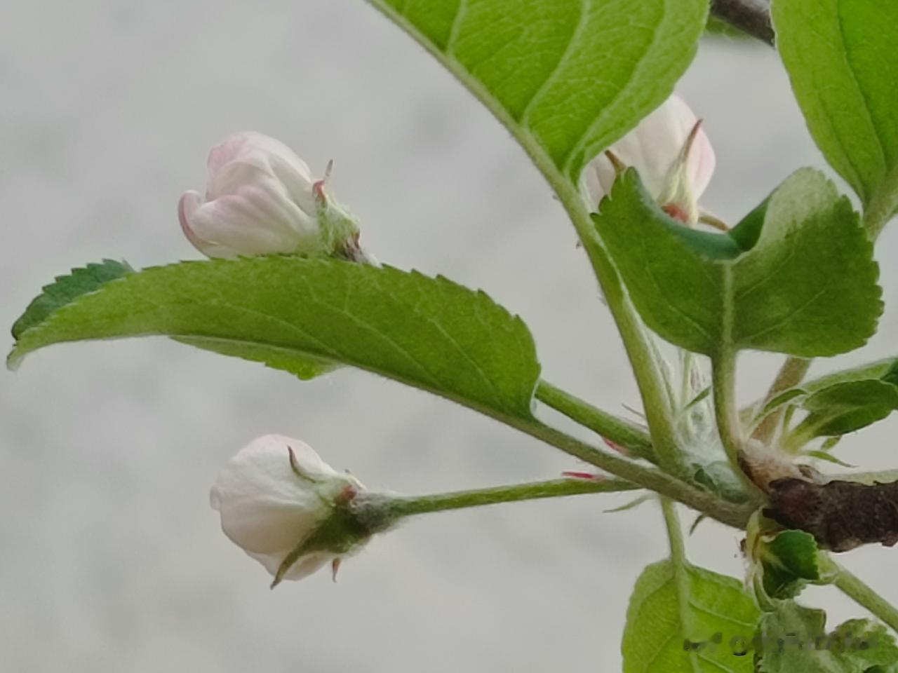 渡口老家院
——苹果花开时
（拍摄于邢台沙河市·渡口 2026-4-5）