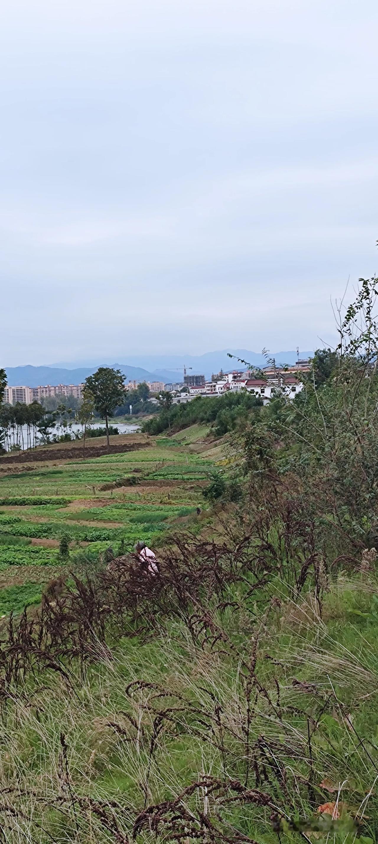 《楼房边上小菜园，满眼绿意生机旺》
楼房旁边这片自留地，一畦畦蔬菜长得郁郁葱葱，