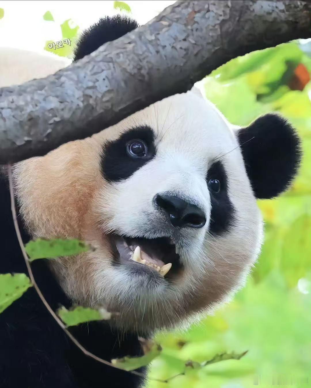 福宝发抖原因正逐步排查 福宝发抖的原因还没查到吗？既然吃饭，睡觉，活动行为，排泄