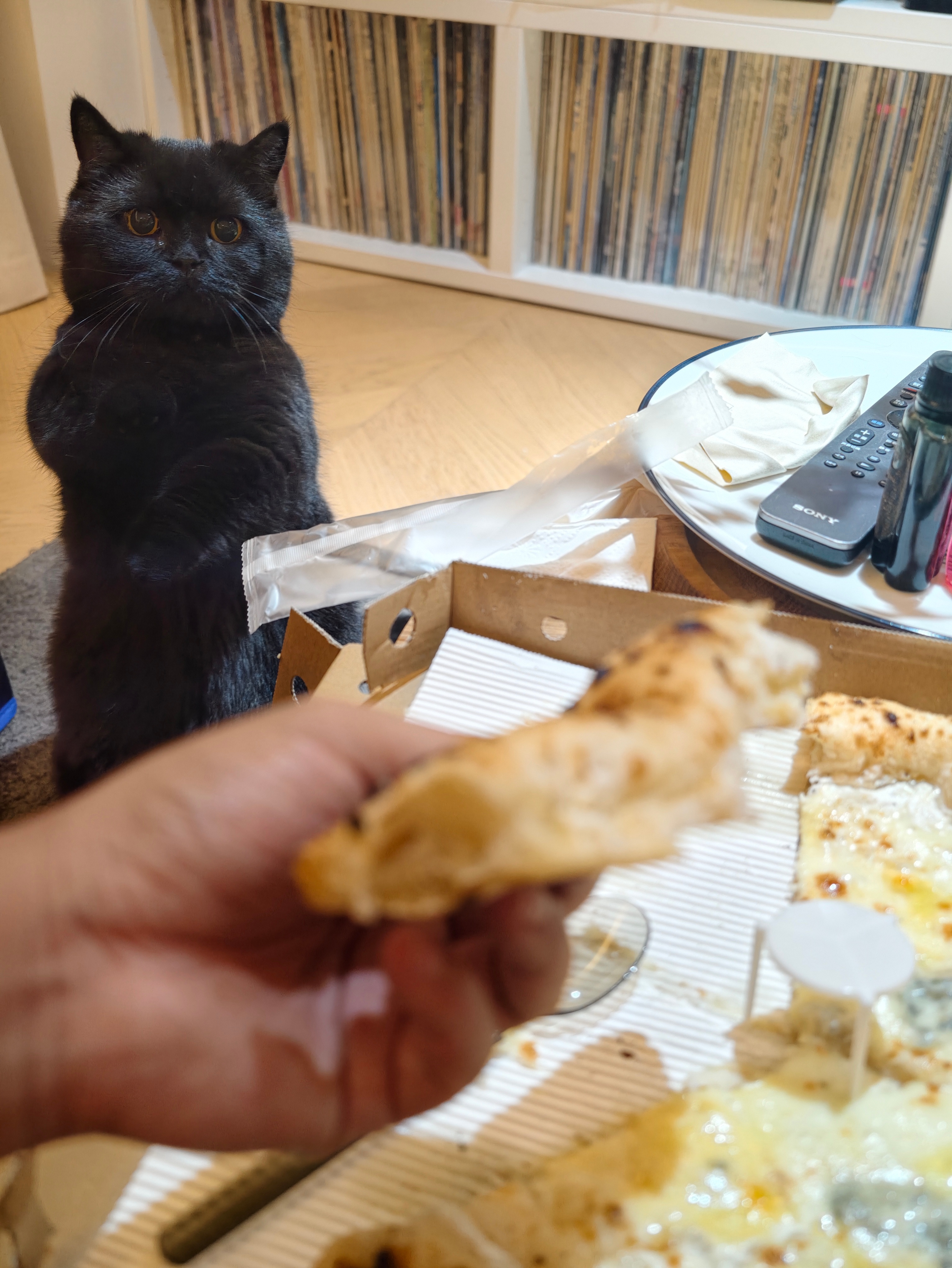 死肥猪馋了 