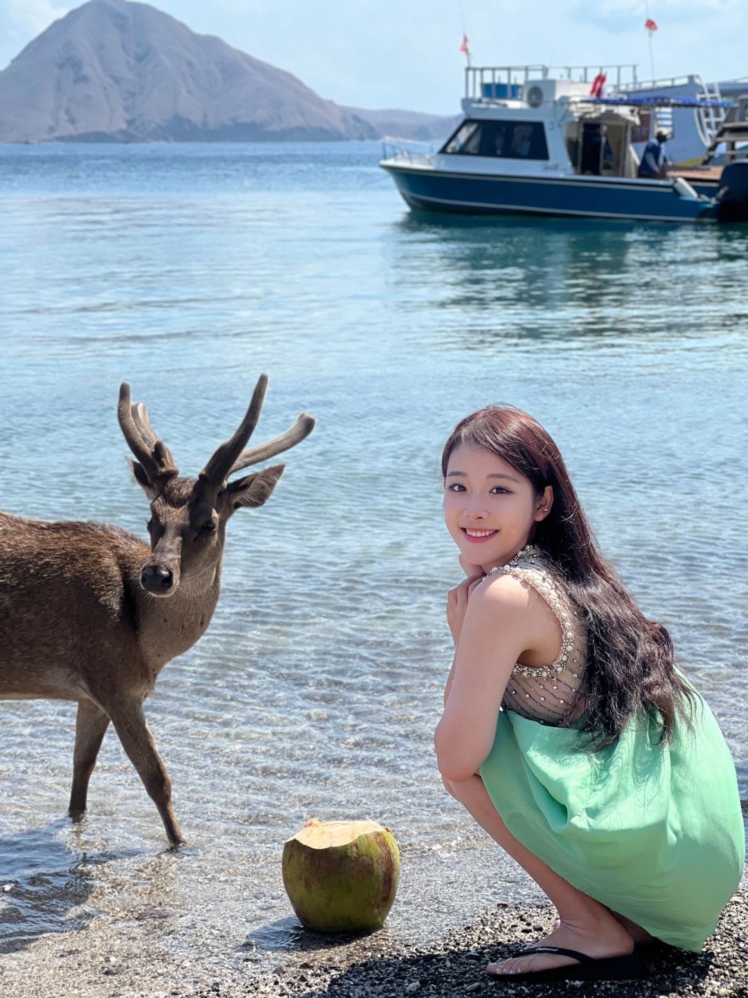 不是奈良小鹿 是海边小鹿🦌