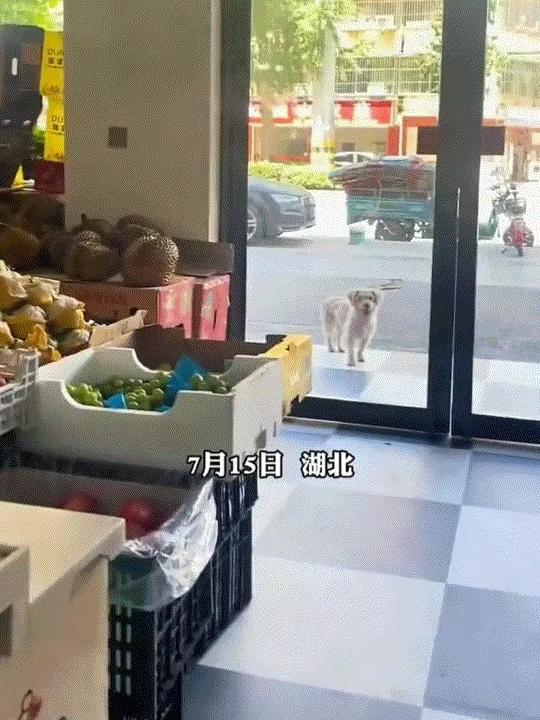 水果店老板用一块榴莲，换来一只“看门神兽”，网友：这买卖赚大了！

你能想象吗？