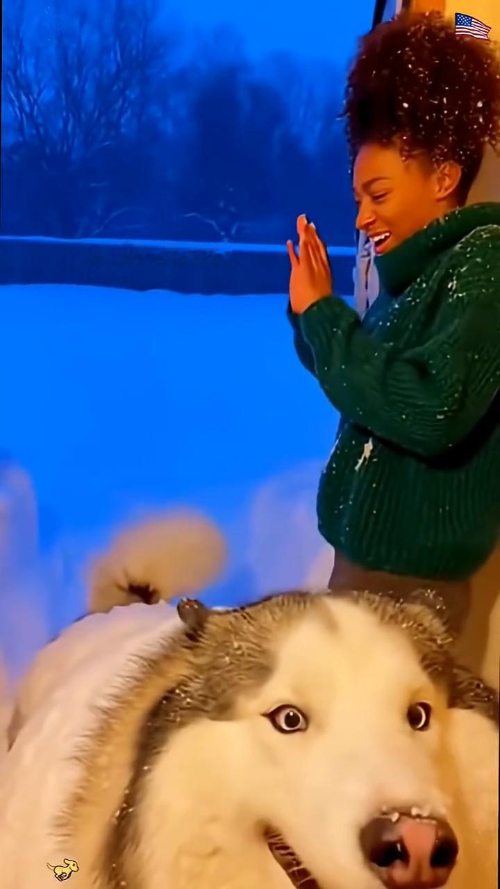 He looks like a snowball.Dogs love snow.