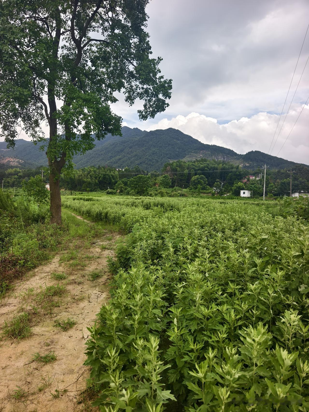 艾草如何一年产5茬？价格低的离谱的艾灸条怎么来的？
有一个区域，他们土地成沙土，