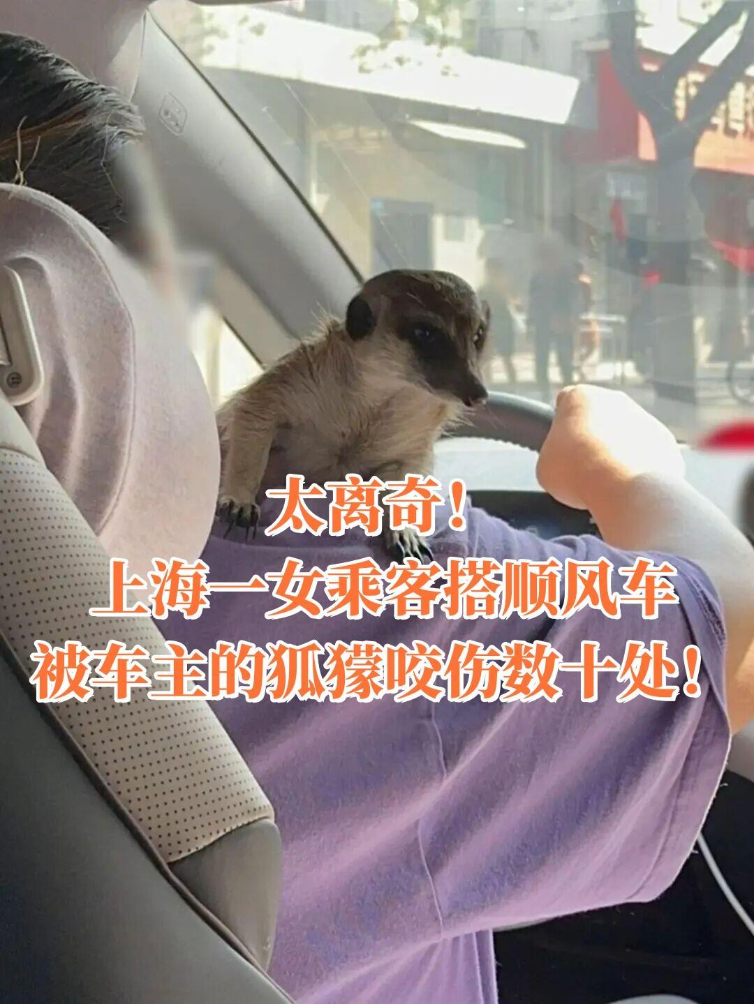 上海这事儿太离谱了！9月4号上午，一个女的坐嘀嗒顺风车，居然被车主带的动物咬了，