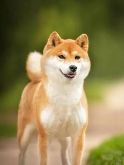居民楼养狗，你怎么看？

2026年一季度全国12345政务热线显示，养犬投诉占