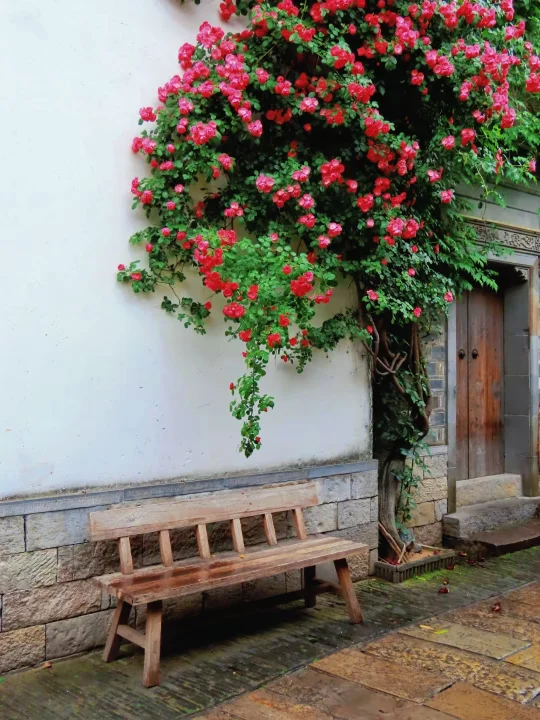 南京4月顶流蔷薇花已上线🌸6个最美赏花地