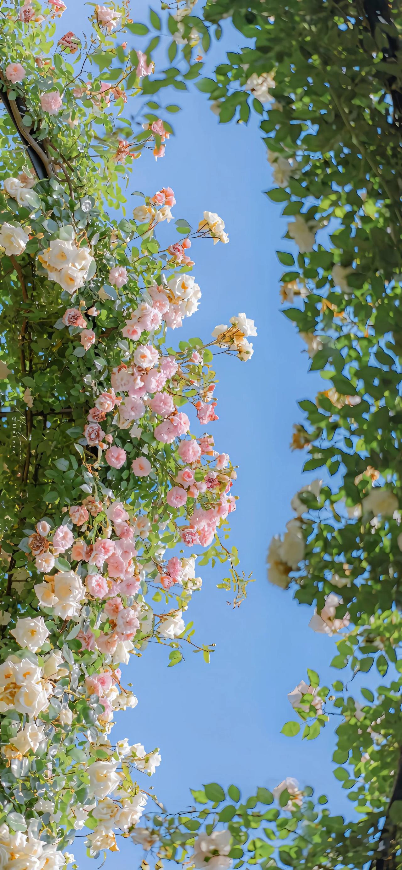 #一张图记录夏日生活#
促拍满路花夏长思情
文/杨云

荷香风送远，薇影一枝横。