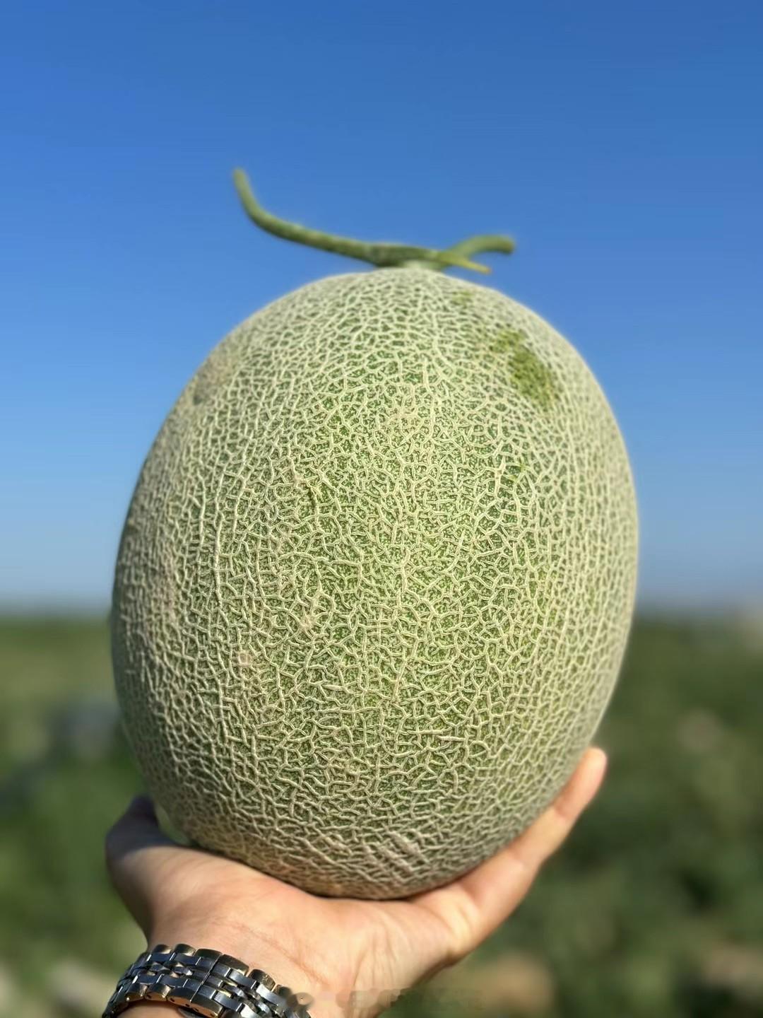 #新疆味道[超话]#🍈新疆吐鲁番西洲蜜25号蜜瓜新疆就是一个盛产瓜果的好地方，