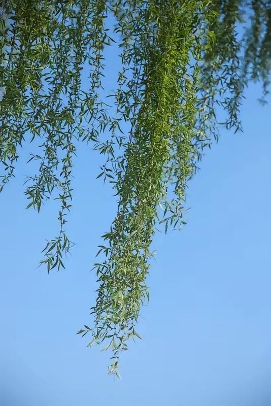 风拂柳丝春景美，
雨来花地夏情浓。
横批：《景美与情浓》