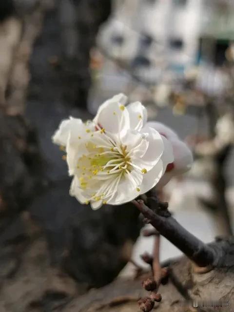 满江红
作者：张镃
小圃玉照堂赏梅，呈洪景卢内翰。

玉照梅开，三百树、香云同色