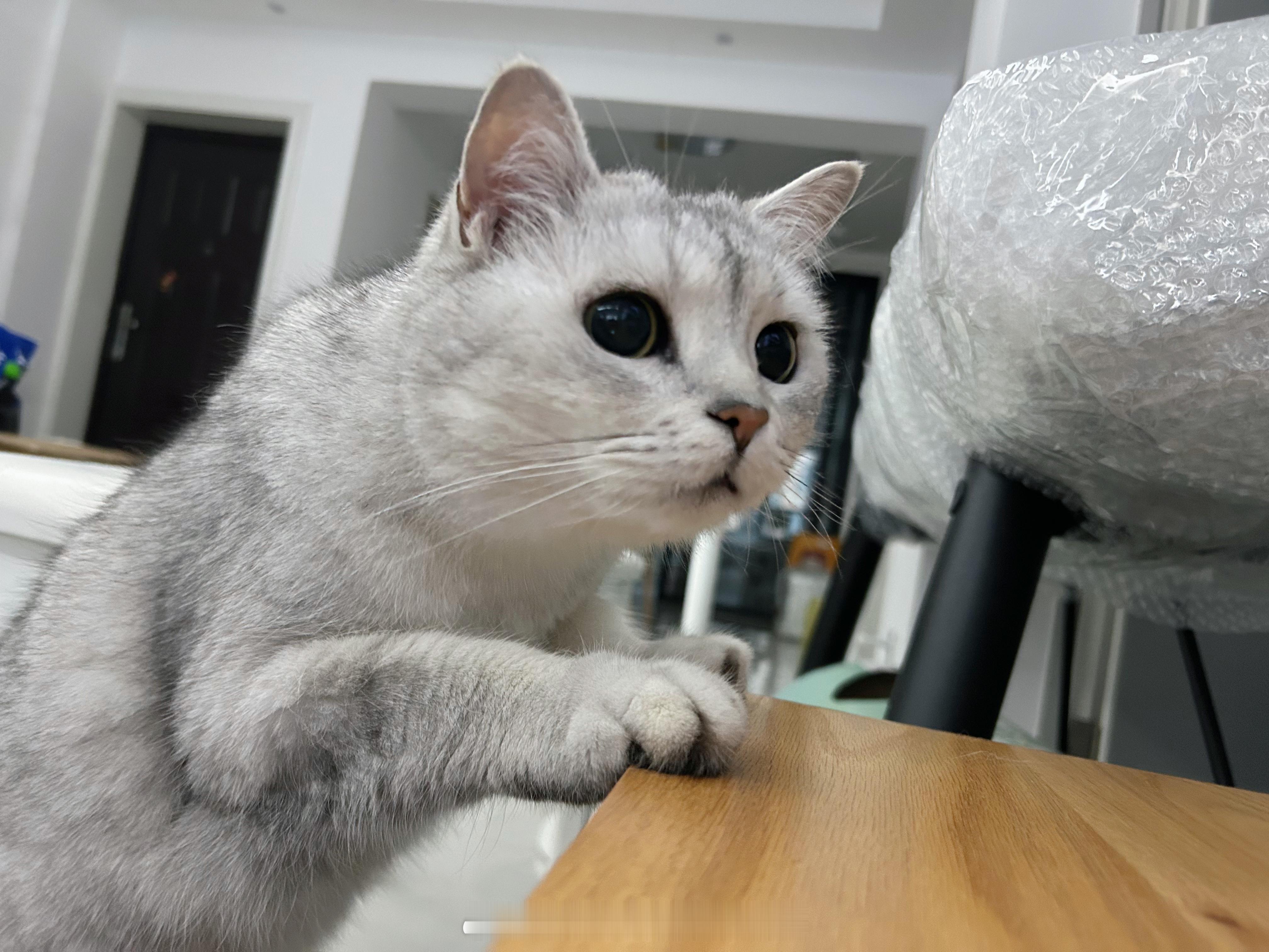 给我的宠物买了宠物[电影特技狂人]#喵趣横生##相手蟹# ​​​