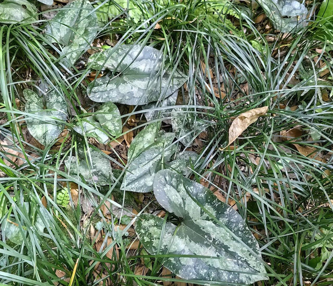 在都市的花园里竟然发现了珍稀植物！
 
楼下的小花园，本是我每日匆匆路过、毫不在