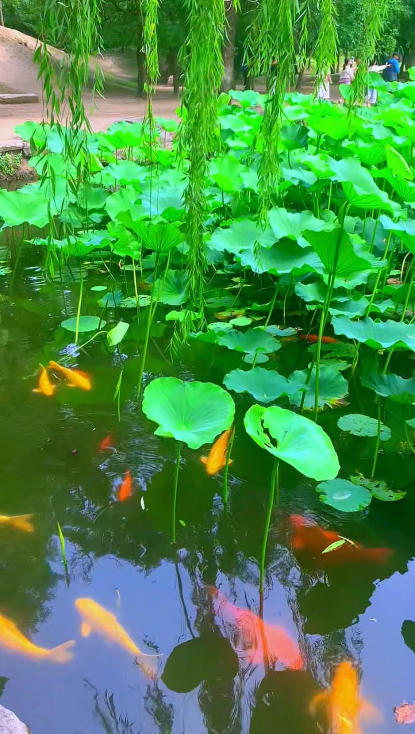 一些居心叵测的不良媒体，总是片面宣扬泰山景区隔离带的危害，却对泰山景区每年开展的