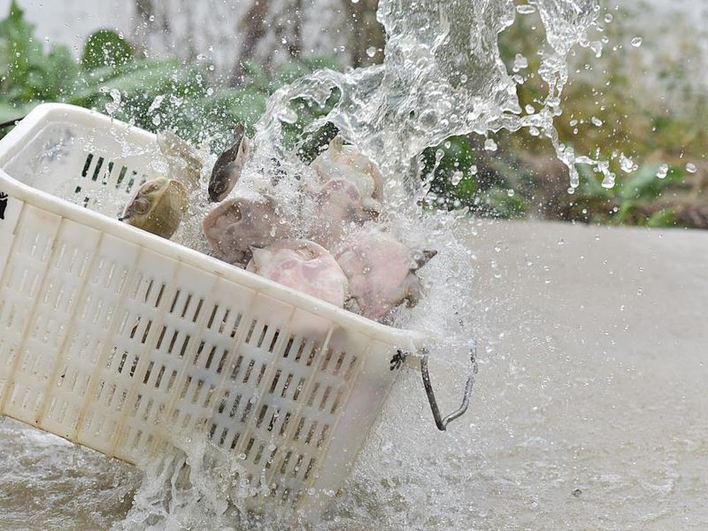 入春以来，部分居民选择以放生方式寄寓美好期许，但不科学、不规范的放生行为，极易对