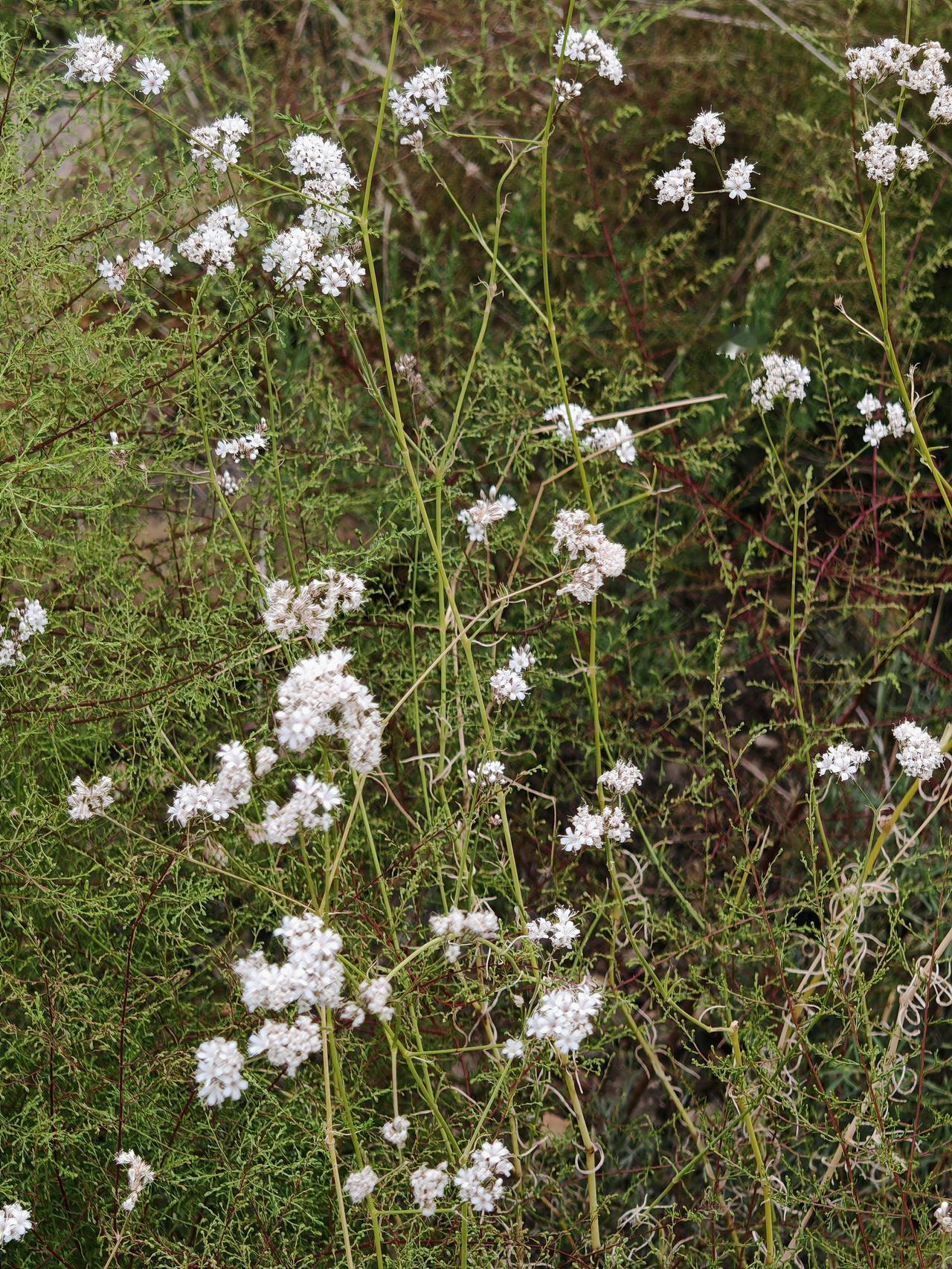 与痛风斗争的历程57

   清晨醒来，窗外天气晴朗，又是新的一天。右脚踝依然有