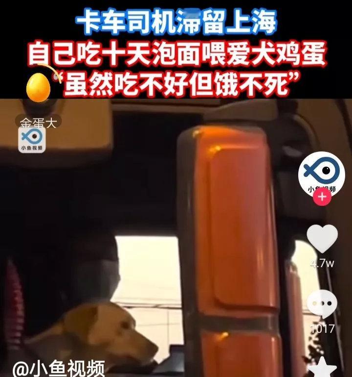 滞留在上海十天的卡车司机，自己吃了十天的泡面，把鸡蛋都留给了狗狗吃，因为在他心里
