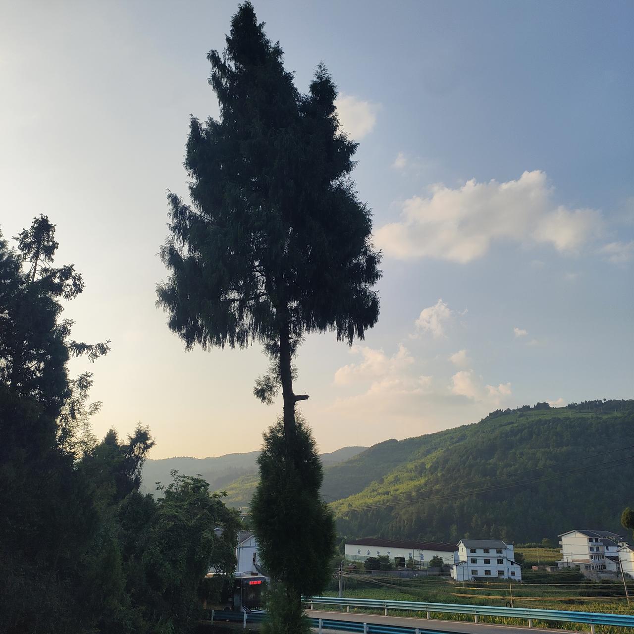 夏日生活打卡季贵州这里的树和南方不同，有一些形状还挺特别的。这些都是树你知道是什