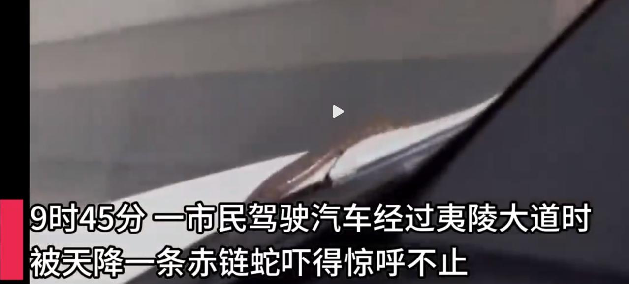 湖北，一男子在开车经过立交桥下时，一条蛇突然从天而降，直接掉在了车子的挡风玻璃上