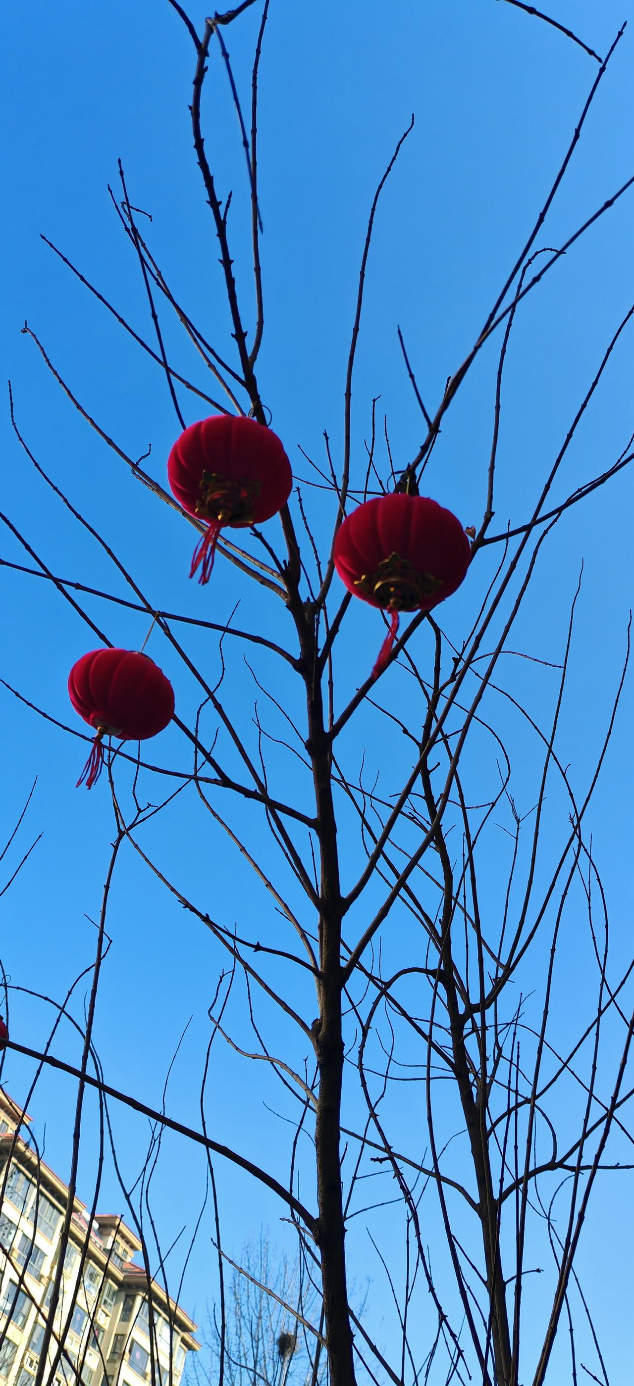 去年灯笼依旧挂挂树梢
还有两个月就过年了，去年的灯笼还挂树梢，留着今年再用吗？