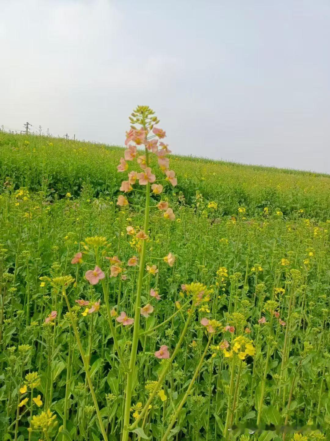 分享你随手拍的风景