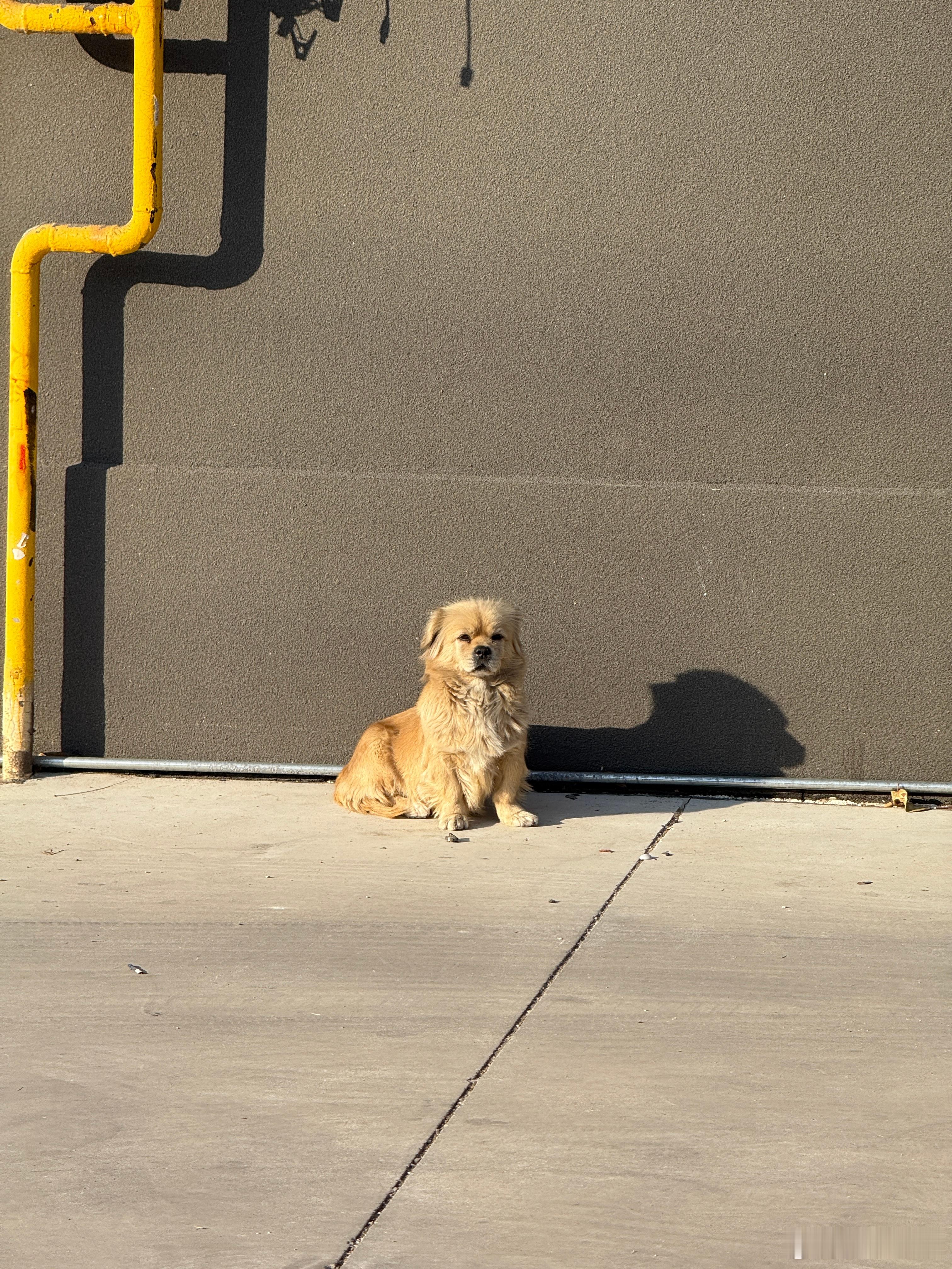 什么叫惬意？在停车场充电的时候看到这只小金汪 惬意在这一刻具像化了，甚至有一点羡