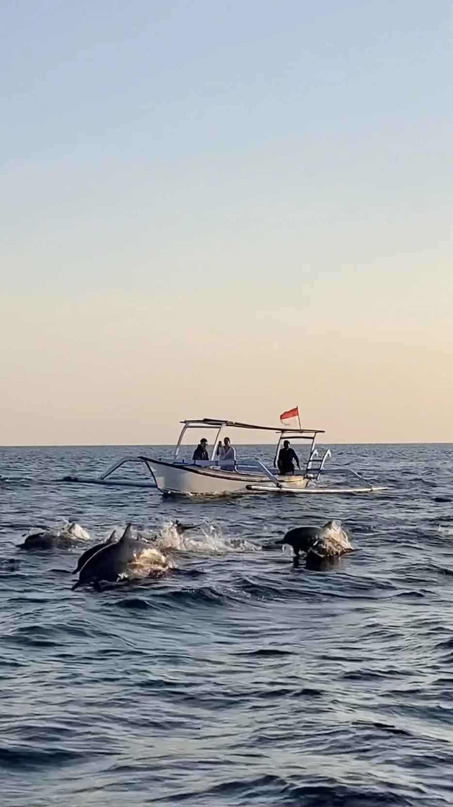 🇮🇩Lovina｜追海豚看日出🤍🐬🌅