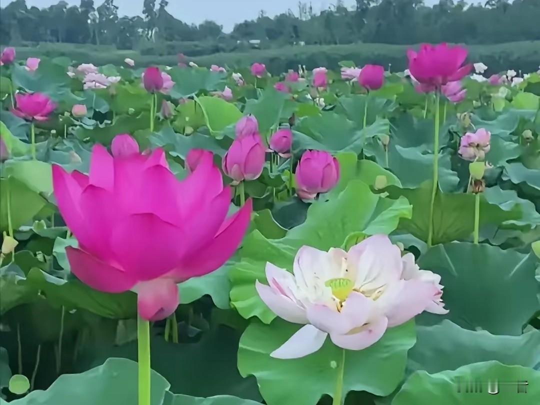 冬日生活打卡季 冬日真是个充满仪式感的季节。今日冬月初五，有不少讲究呢，要“1不