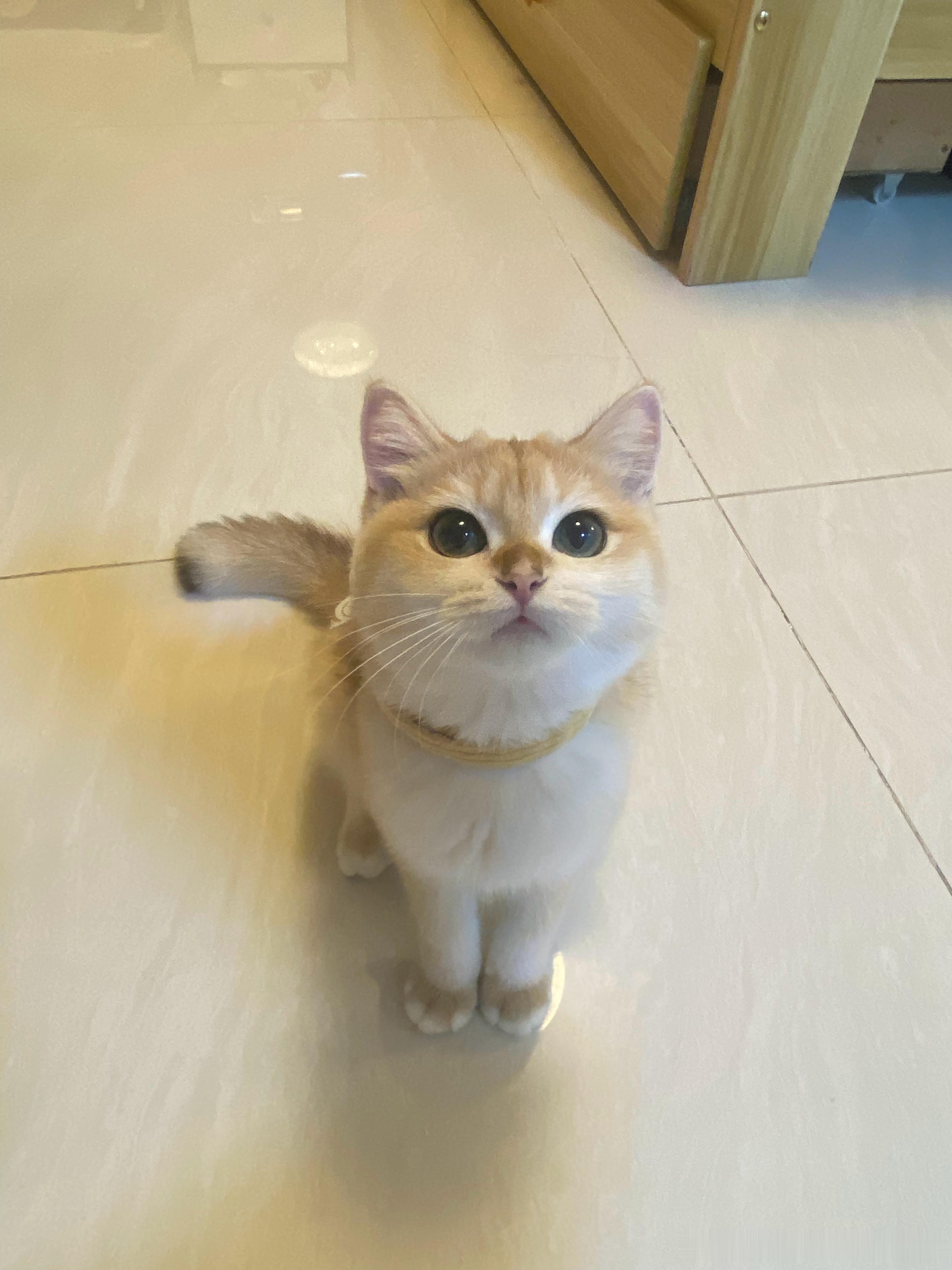 有愿意领养小猫的，可以私信我，这是我女朋友养的金渐层，现在猫太多了，养不过来了给