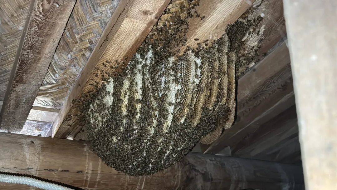 北京一平房修缮时发现“巨无霸”蜂巢！消防员用炒菜锅铲对蜂巢紧急铲除