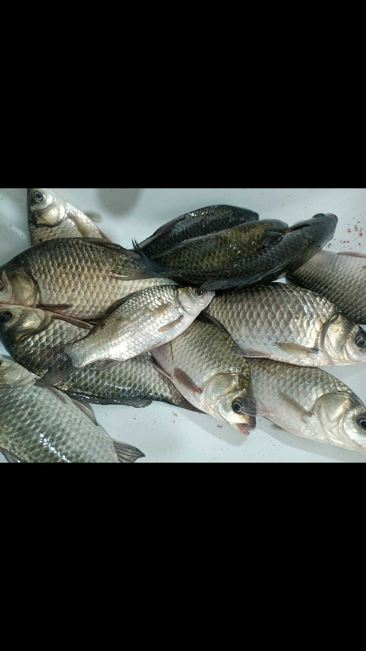 赶紧钓鱼，鱼竿，饵料在我的橱窗里面，抓紧下单了