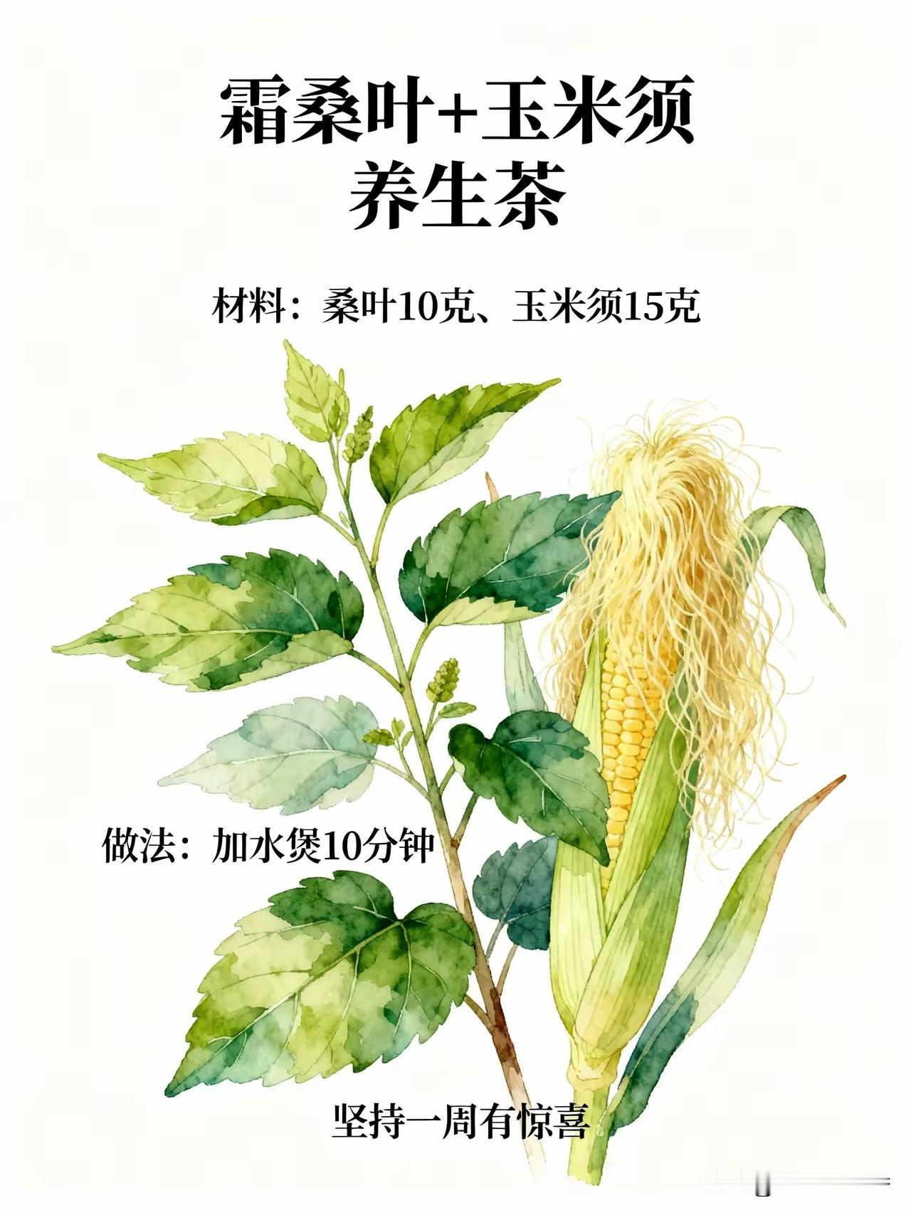 桑叶配玉米须，一周后你会回来感谢我！
霜桑叶加玉米须一起煲水喝，好处多得数不过来