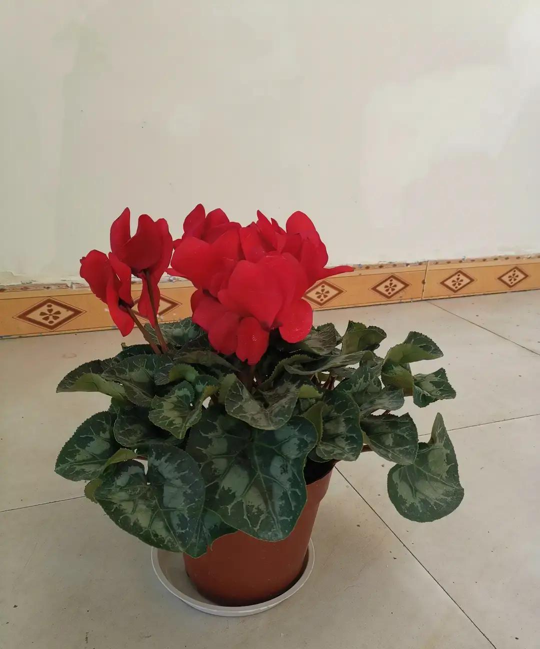 刷到个帖子说返乡大学生穿优衣库被亲戚围观，初中毕业的表哥穿貂皮却没人问价。

博