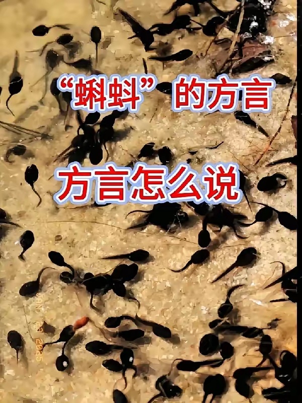 我同事问我蝌蚪用方言怎么说？如果能说出来，他请我吃饭，我还真不知道方言怎么说 