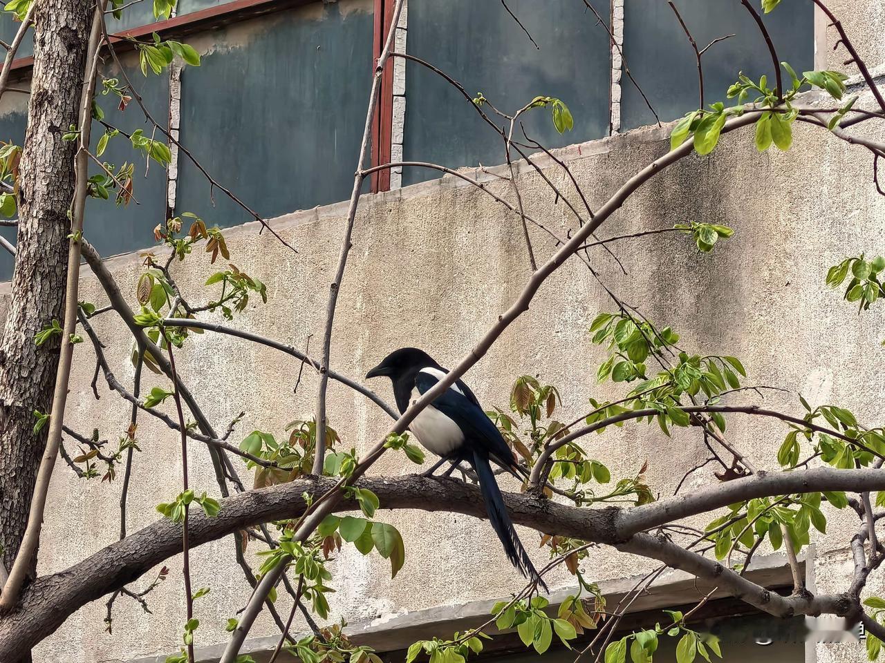 槐花批发价27元一斤
榆钱批发价9块钱一斤
香椿芽批发价23一斤
别忘了这可都是