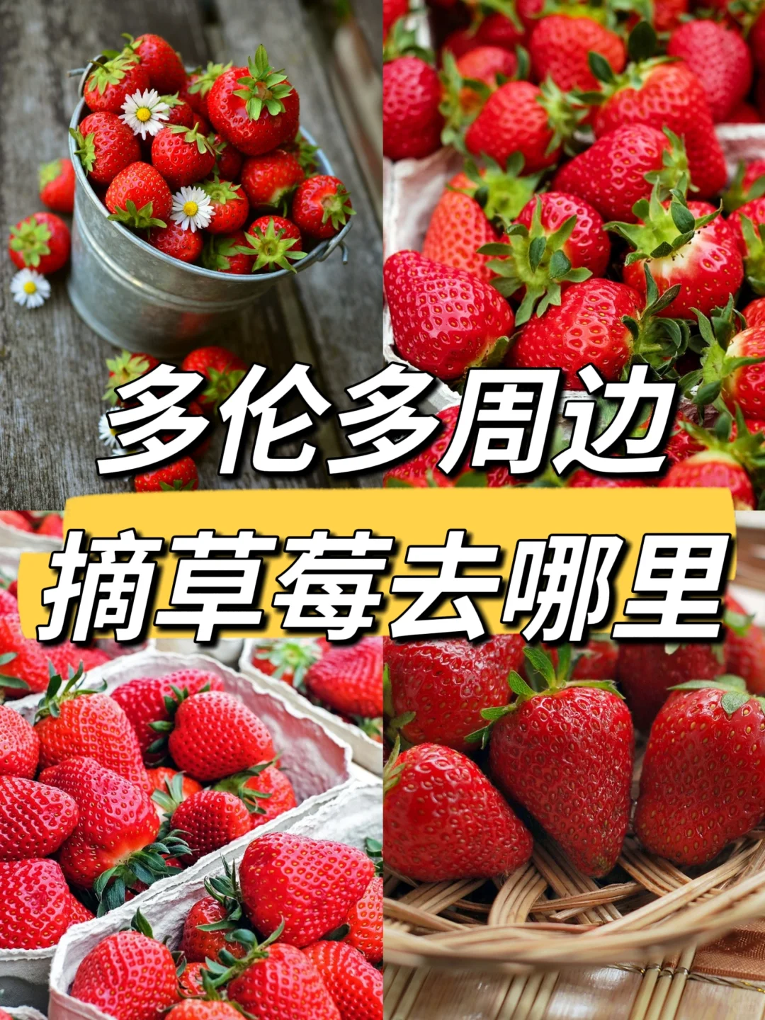 🇨🇦多伦多附近5大草莓农场推荐🍓