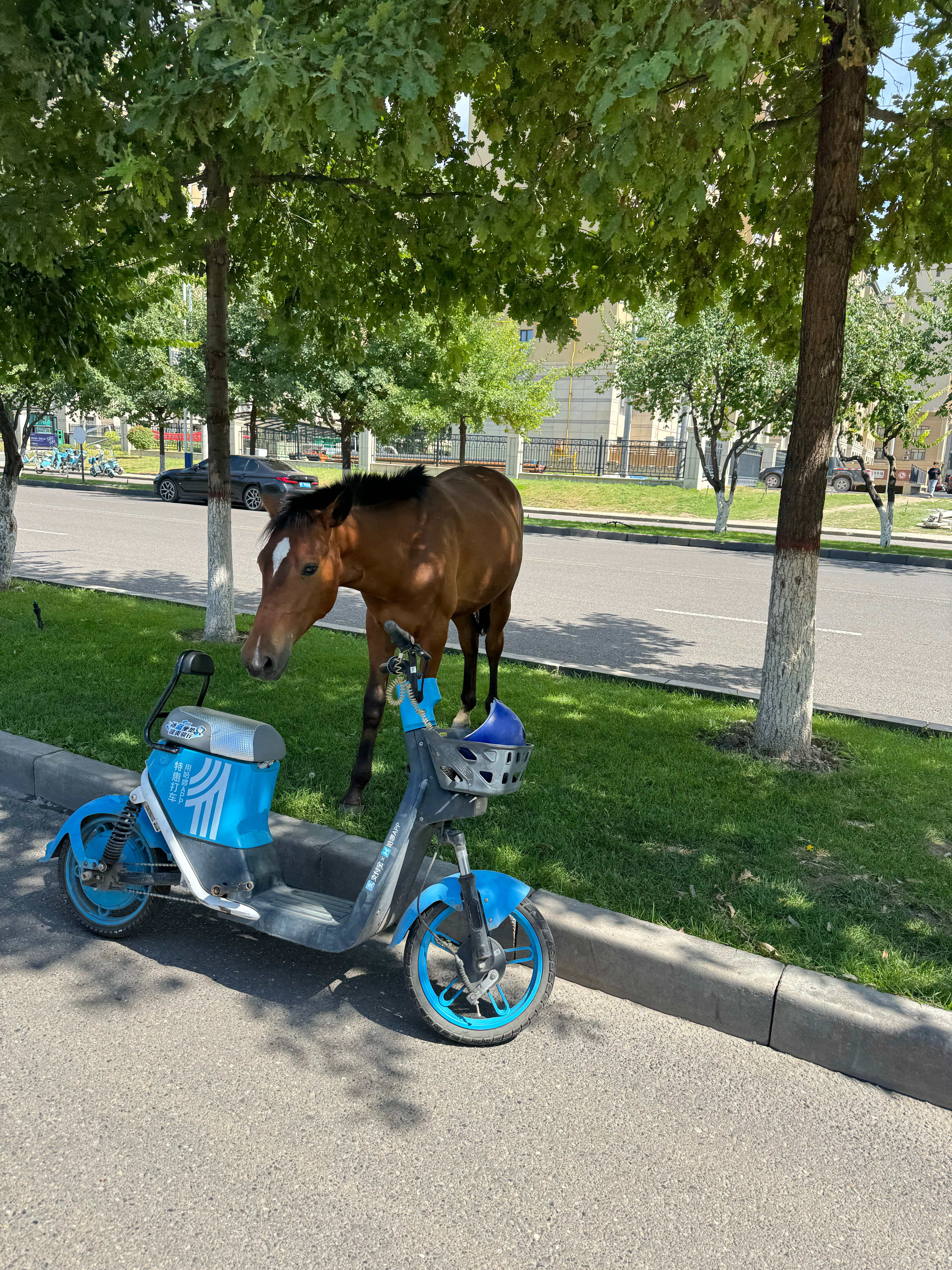 在新疆，扫这个马头上的二维码就能骑，我们这叫共享马 