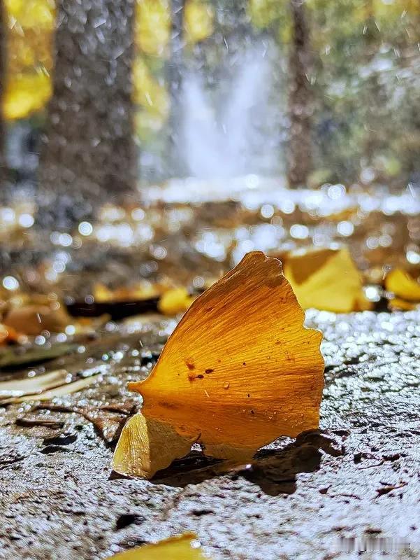 家人们，上联“秋雨无心敲落叶”来啦，这意境绝了，秋雨悄无声息地敲打着落叶，氛围感