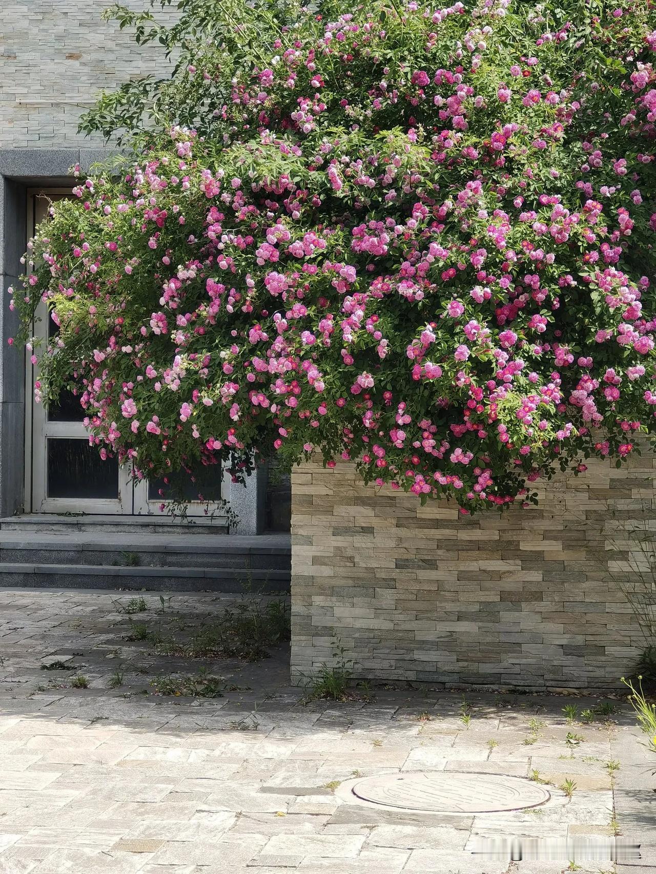 #谁有花草照片，可以晒下吗#
春天拍的花草，现在翻出来欣赏