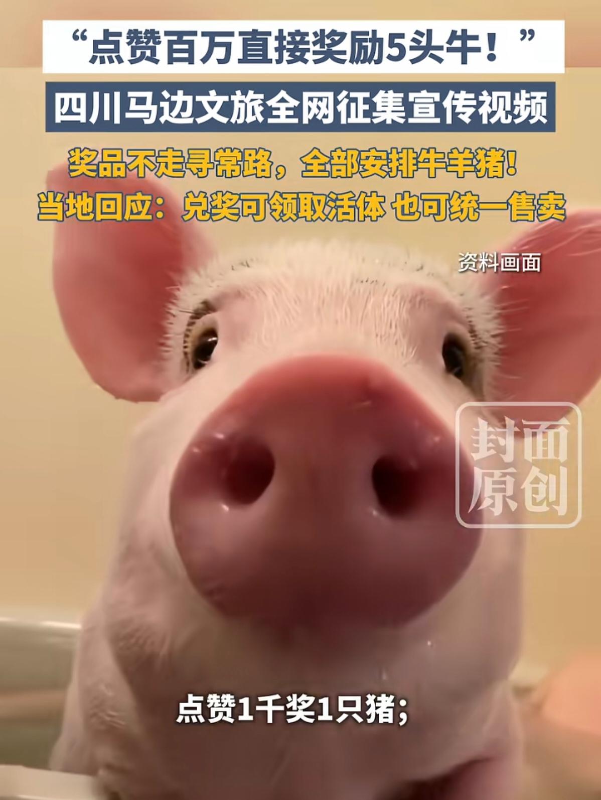 点赞百万奖五头牛，这波操作你看懂了吗？

7月17日，四川马边彝族自治县干了一件
